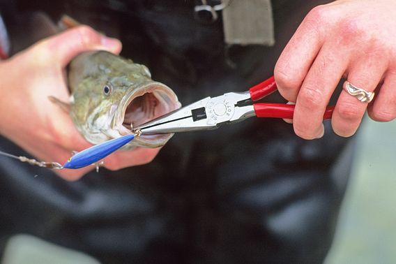 An angler removes a hook from the mouth of a smallmouth bass.
