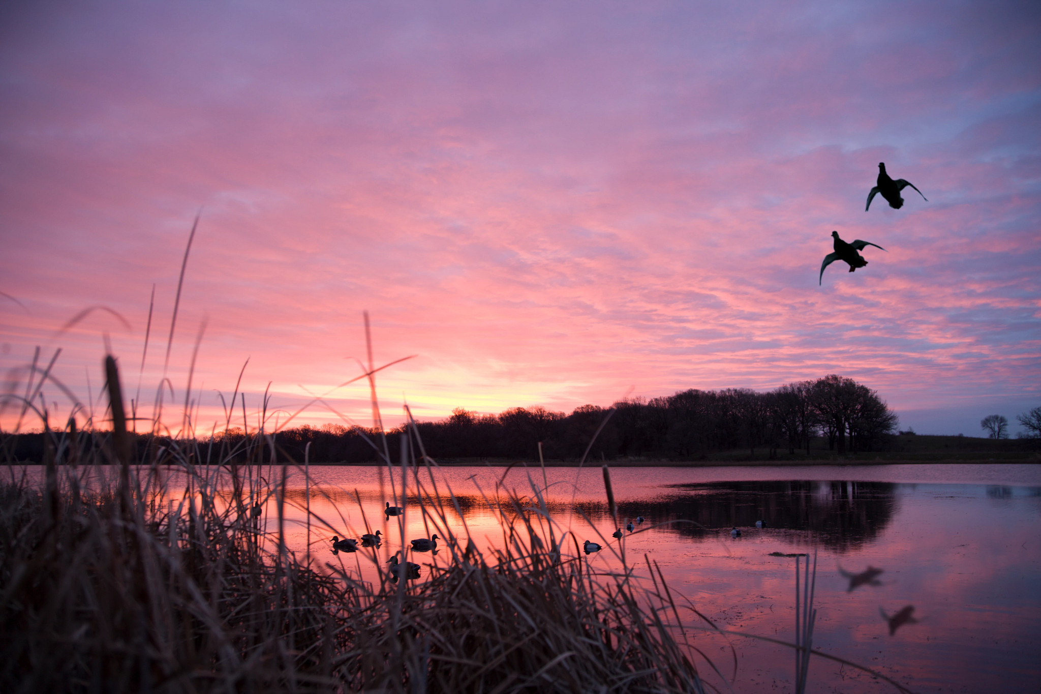 Decoys attract a pair of mallards on a calm lake as the sunrises. 