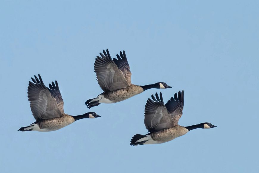 Three Canada geese fly through a clear blue sky.