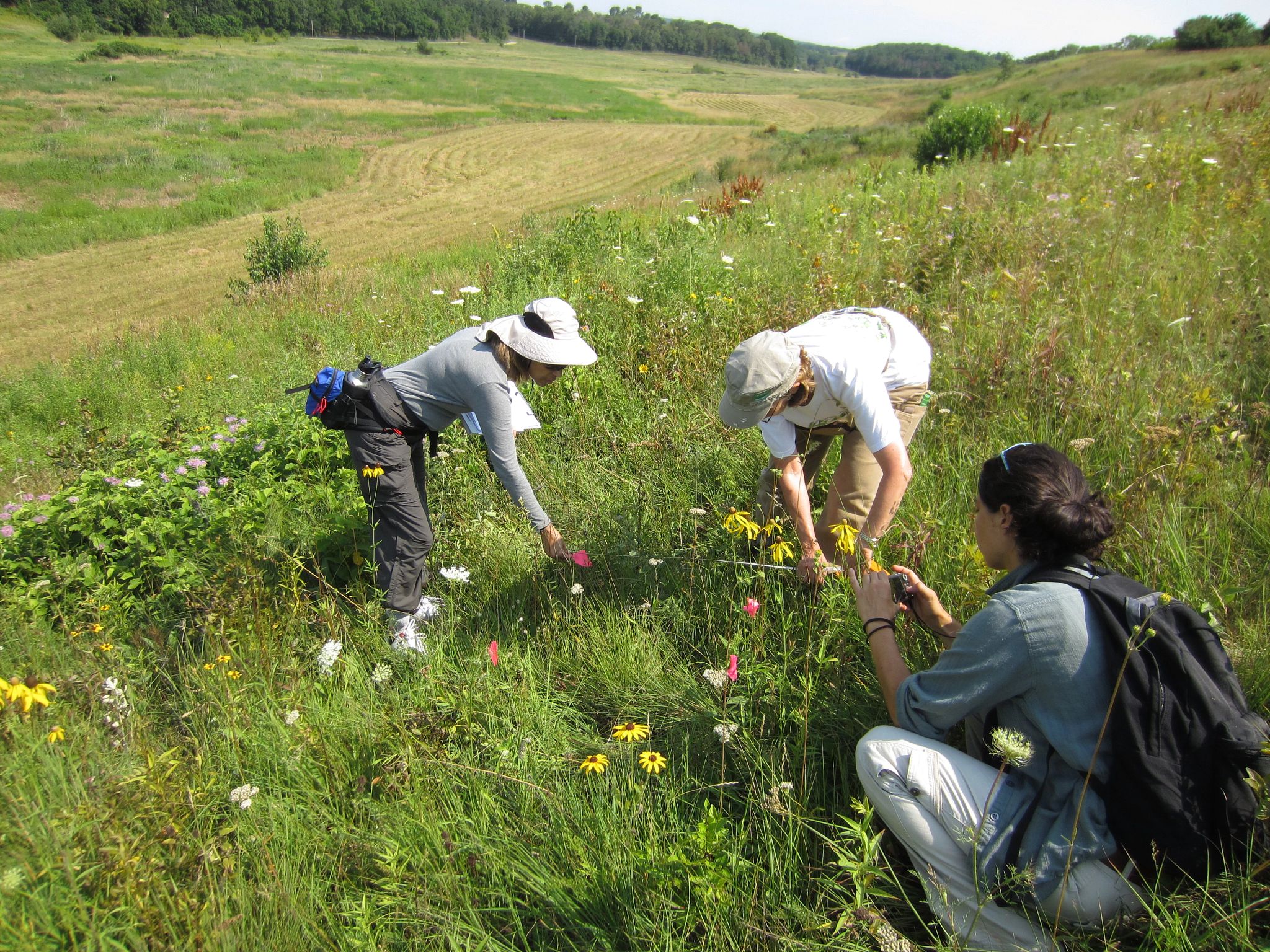 Volunteers monitoring rare plants in a grass field