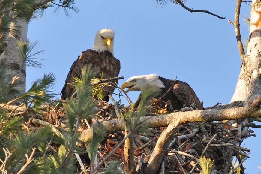 A close-up of two eagles sitting in a nest.