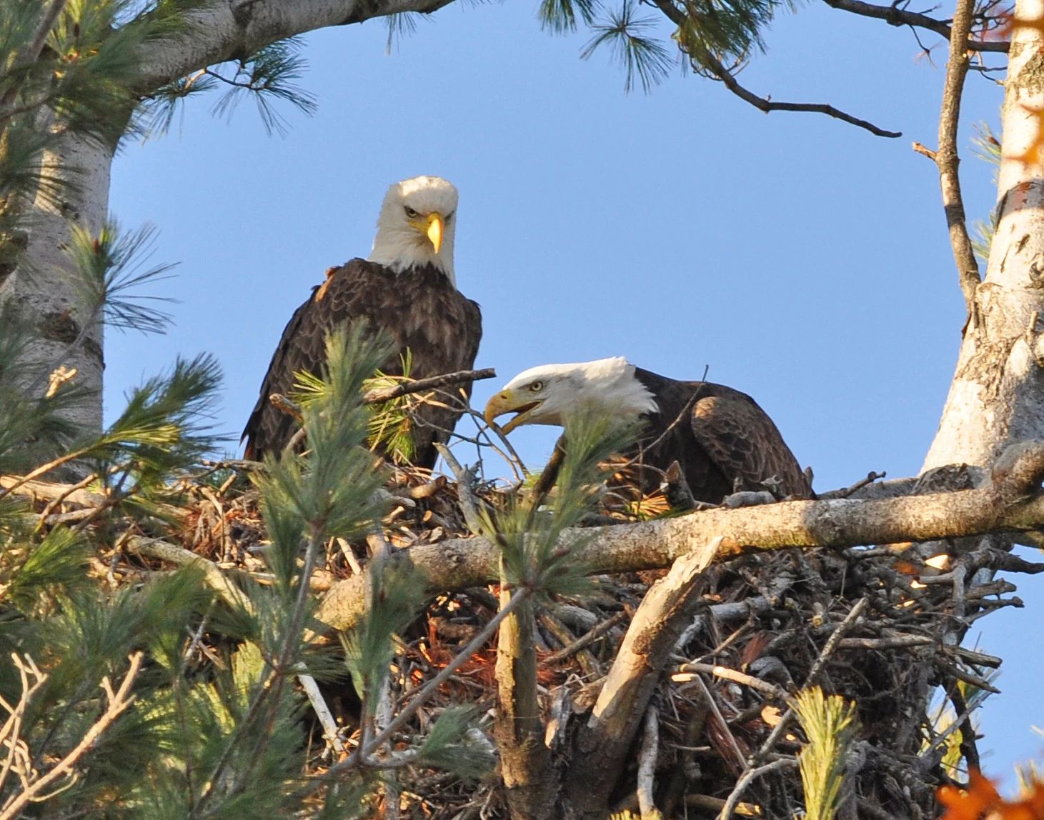 Eagles: A Closer Look | Wisconsin DNR