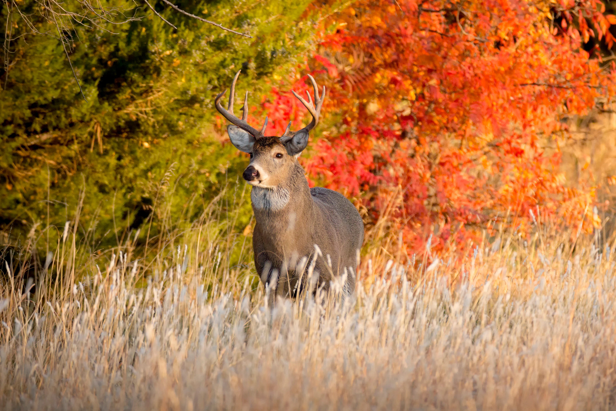 The hunter call of the wild whitetail deer locations routehopde