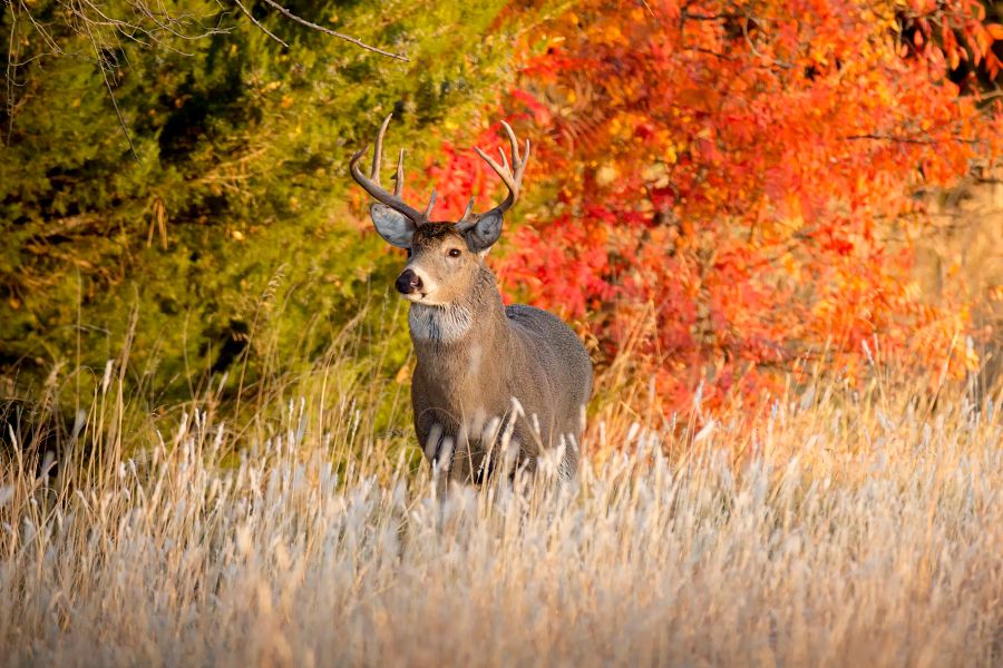 Hunters Are Reminded To Register Their Deer — It's Required Wisconsin DNR