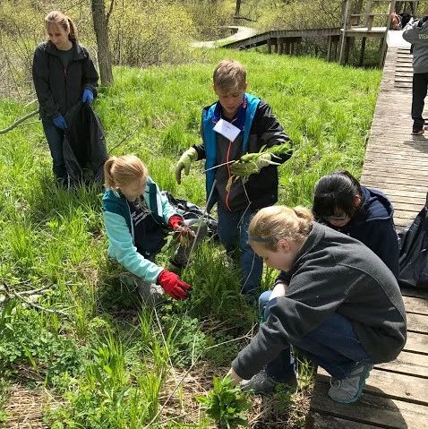 An image of volunteers helping to remove invasive plant species outdoors.