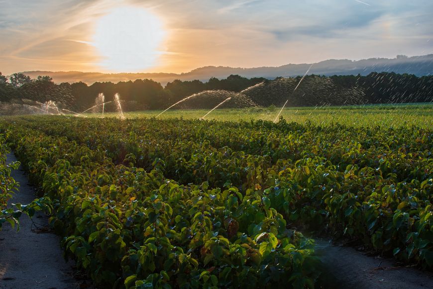 a field of tree seedlings being watered with trees and hills in the background