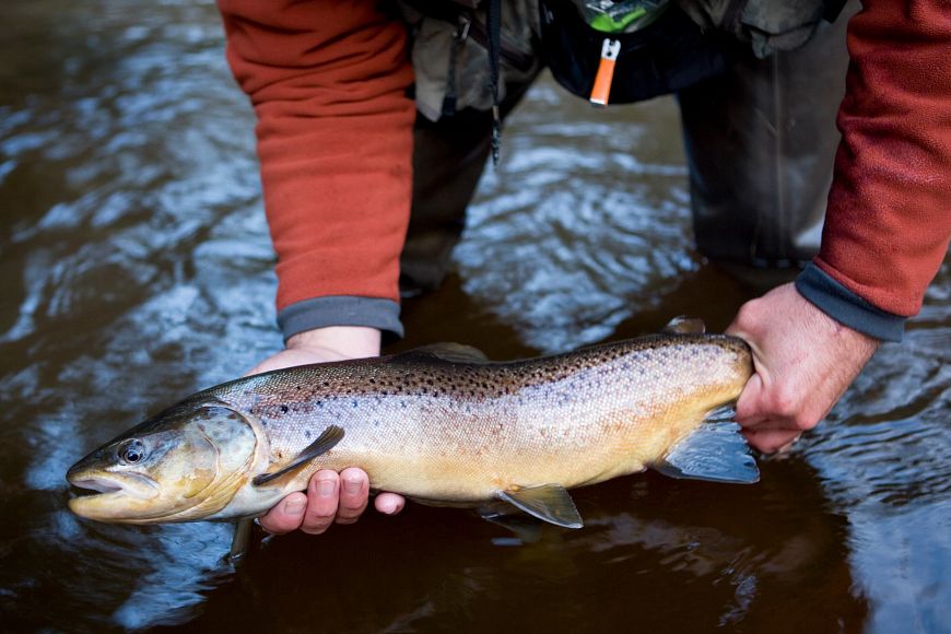 A person holding a brown trout in a stream.