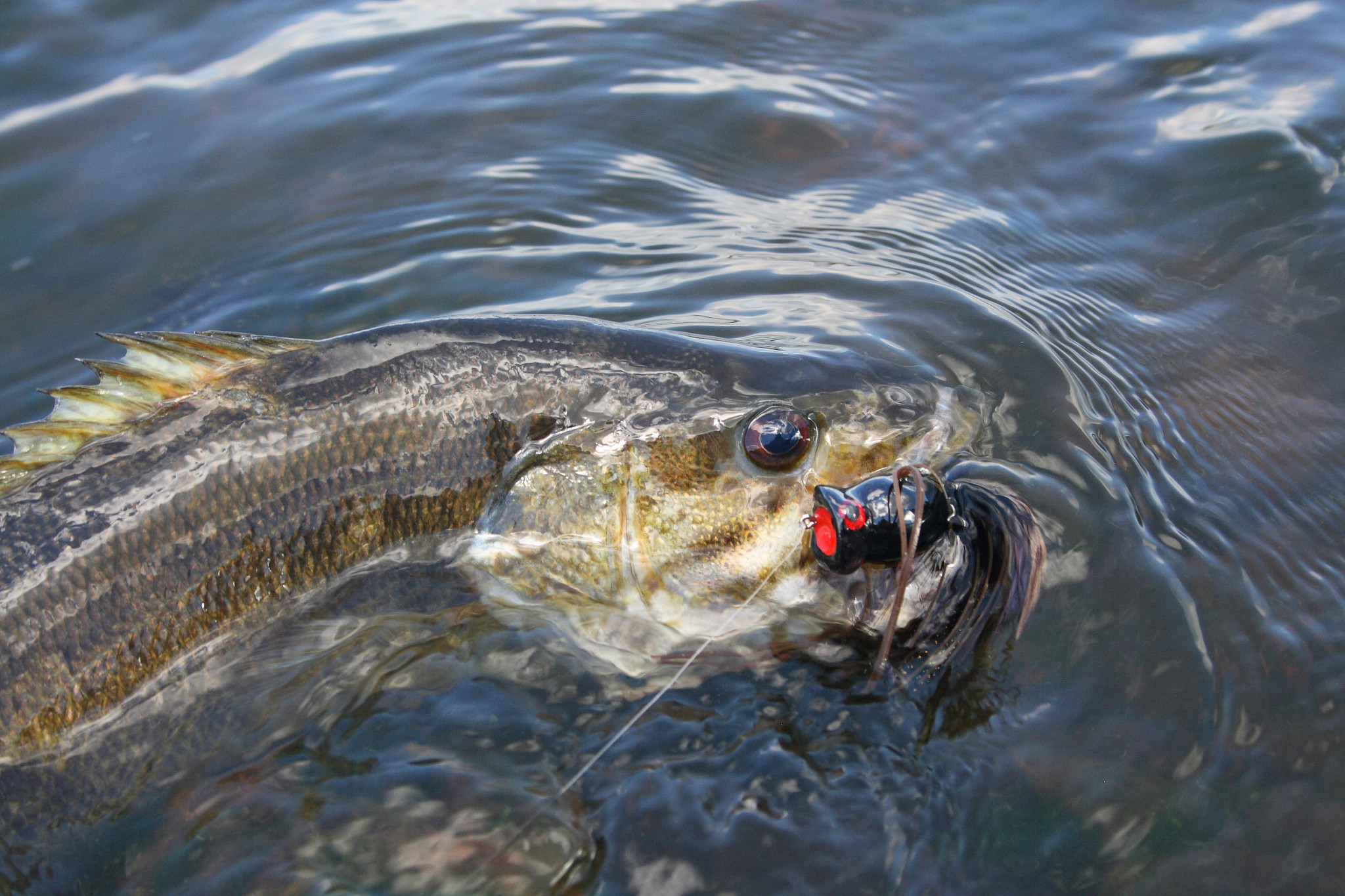 A smallmouth bass surfaces with a popper hooked in the corner of its mouth.