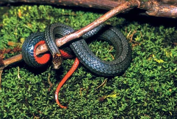 Redbelly Snake (Storeria occipitomaculata) - Reptiles and