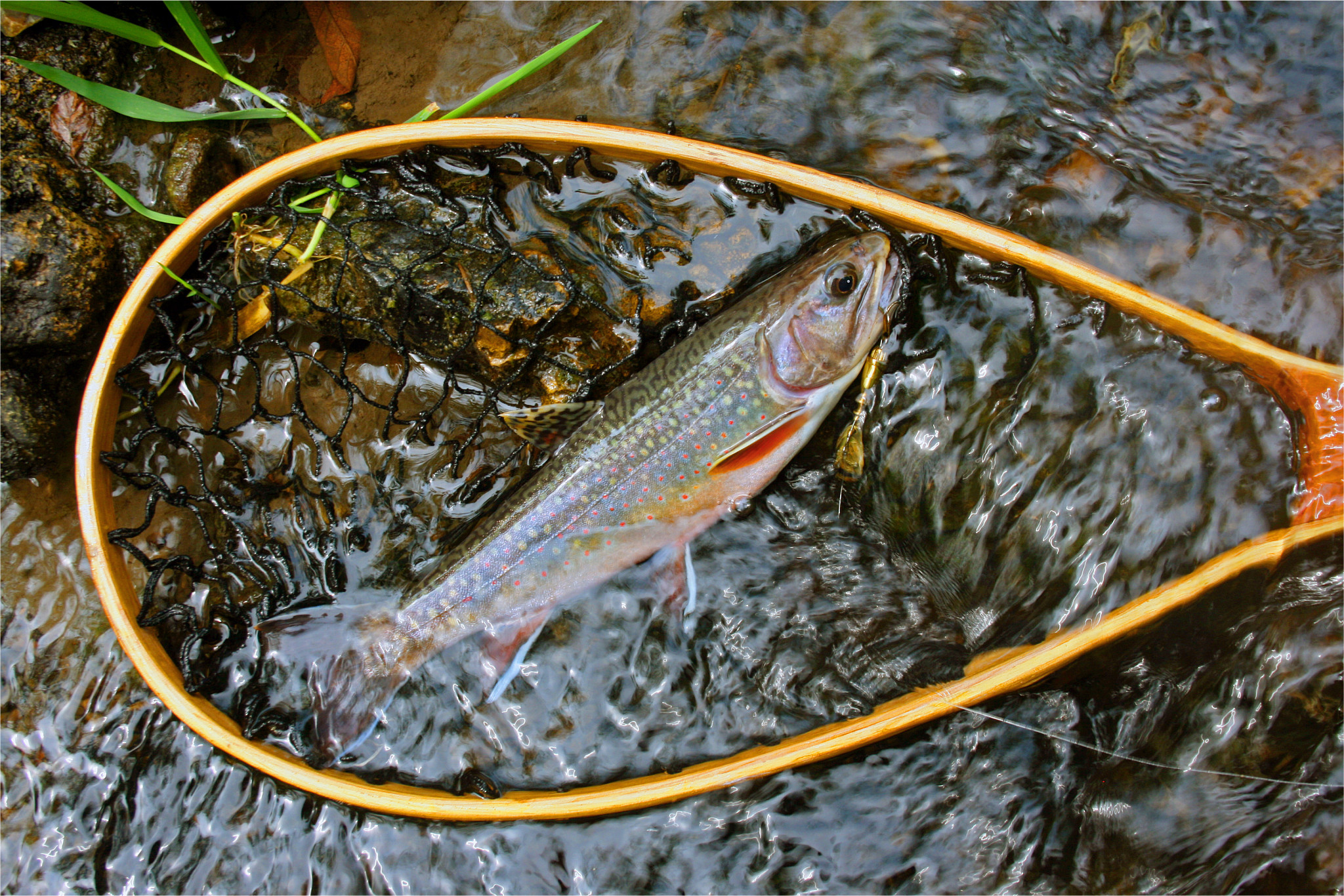 A fish brook trout with a spinner in its lower jaw lies in a wooden fishing net submerged in a shallow, rocky stream.