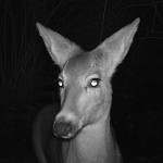 deer39587754sq.jfif