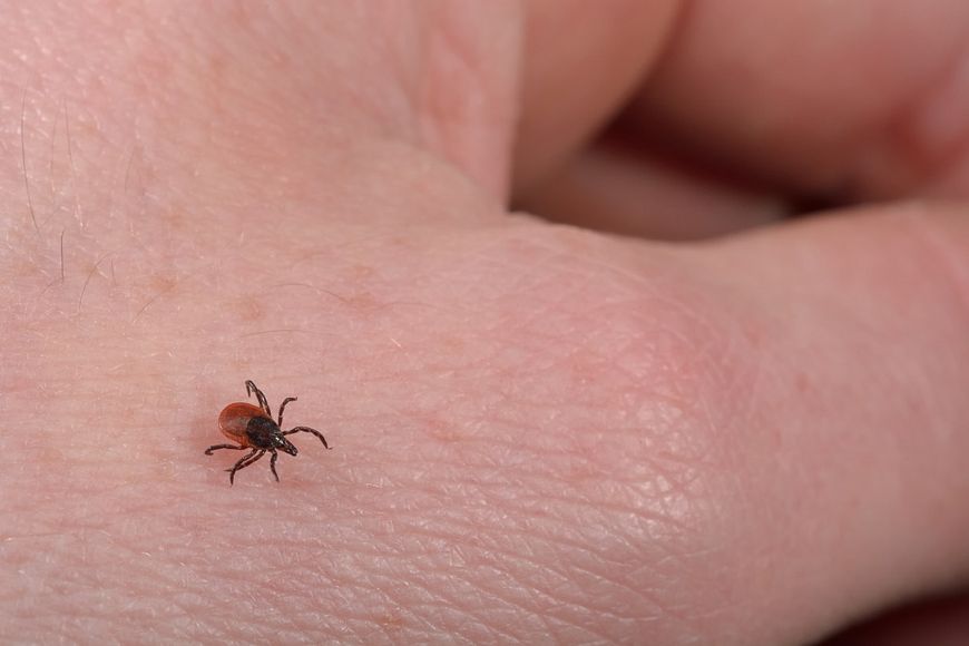 A tiny deer tick on a person's hand.