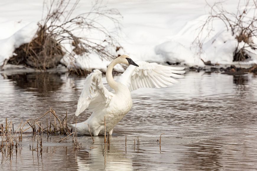 trumpeter swan on water raising its wings