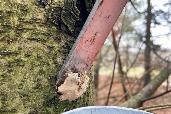 A tan, spongy moth egg mass is scraped off a tree trunk. 