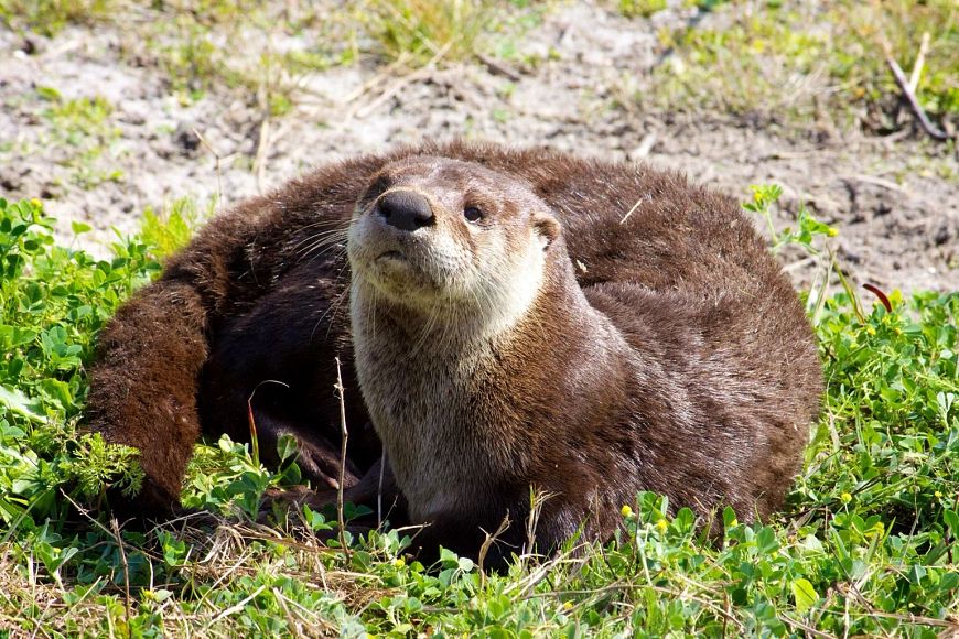 A close up view of a river otter sitting on a a patch of grass. 