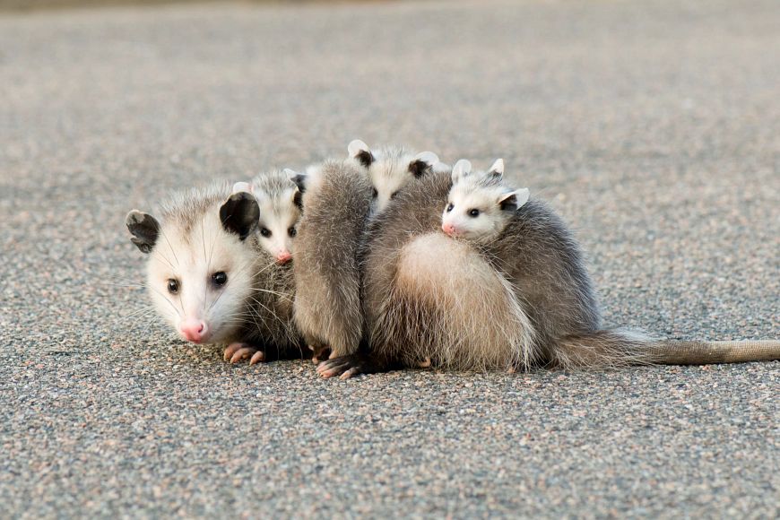 A group of baby opossums riding on the back of an adult opossum on a paved surface.