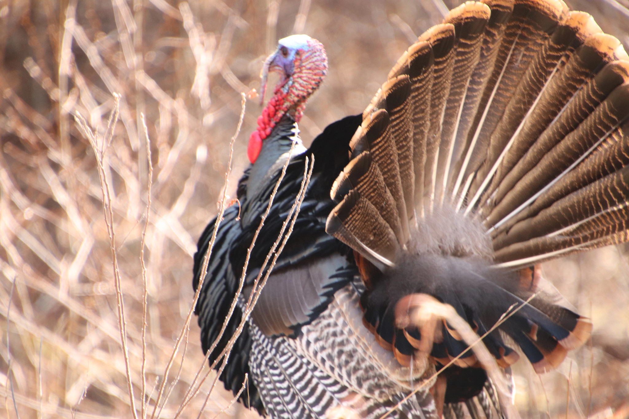 Wild Turkey 1190498614 6000x4000 