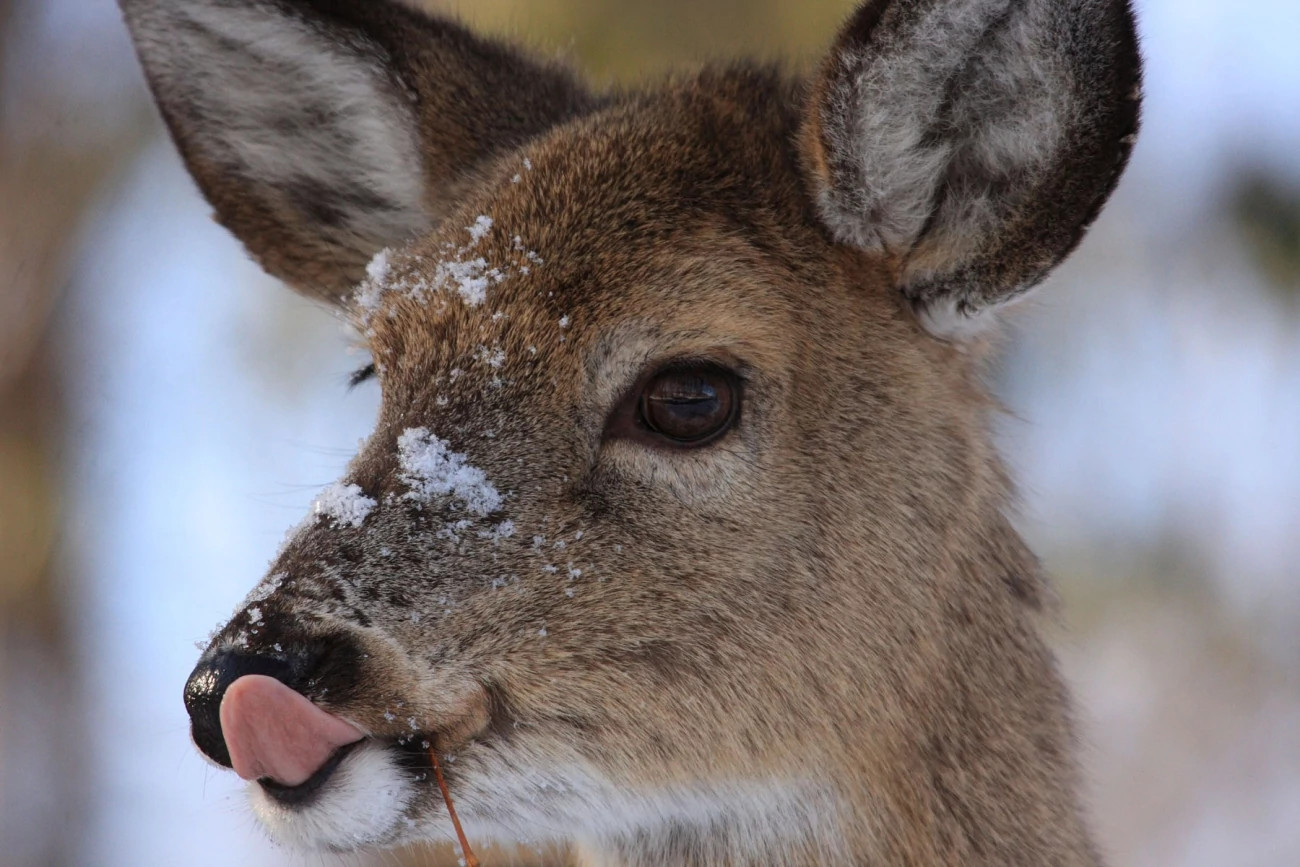 usfws-white-tailed-deer-large (3).jfif