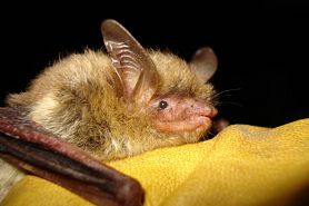 Lakes States Forest Management Bat Habitat Conservation Plan | Bat HCP ...