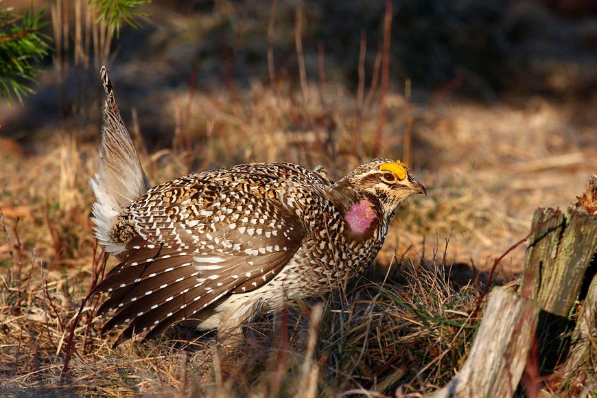A male sharp-tailed grouse with a purple cheek patch and yellow feathers on its head, ducking down a bit in a field.