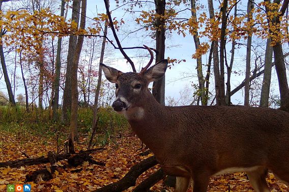 A deer stands in a wooded area surrounded by fall foliage.
