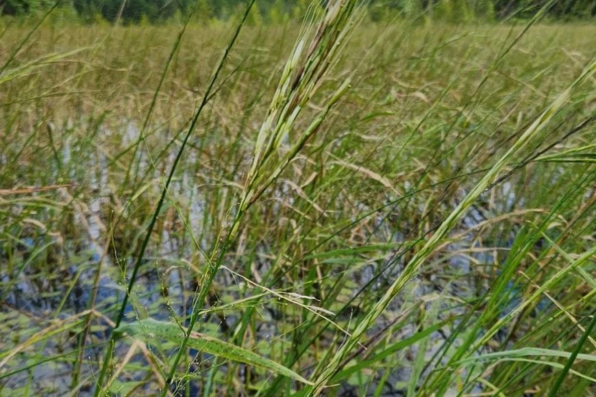 close-up of a wild rice plant in a wetland area under blue, cloudy sky