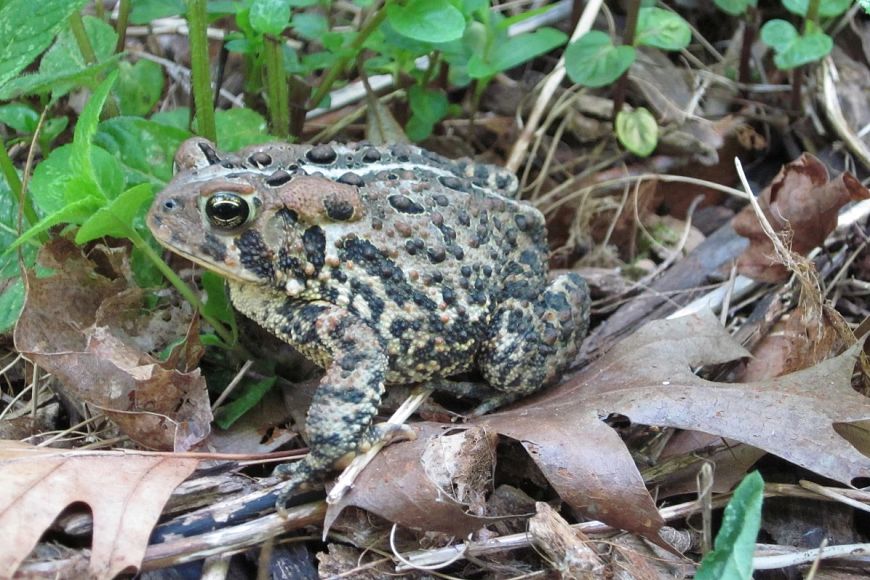 American toad in garden