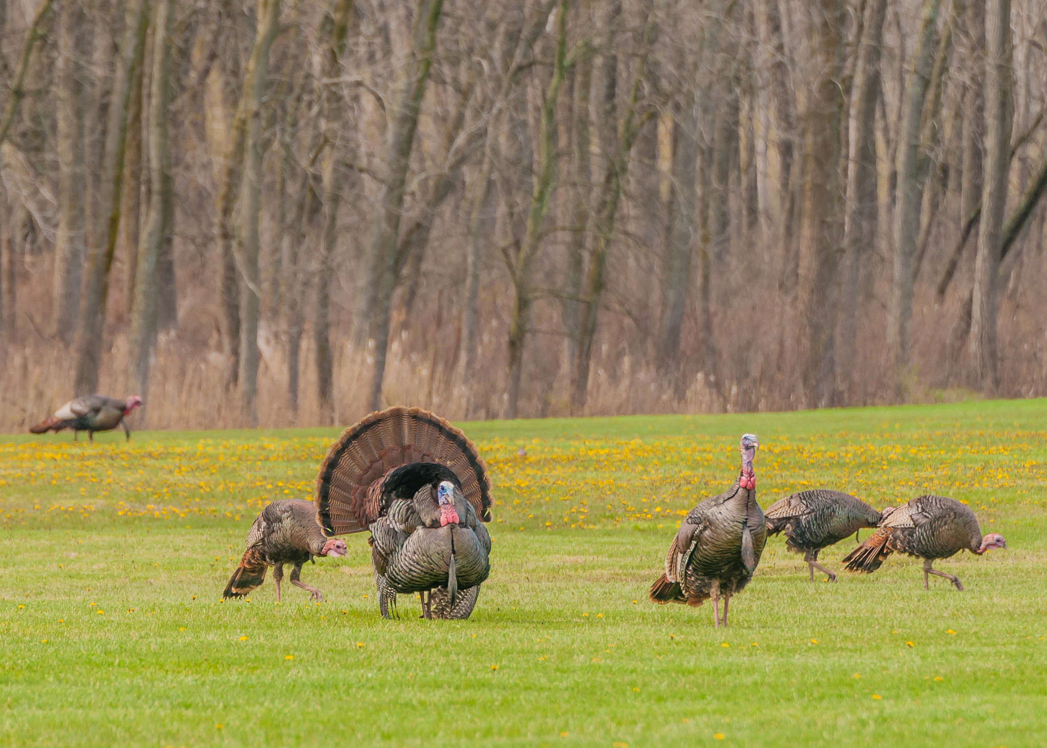 Turkey Hunting  Wisconsin DNR