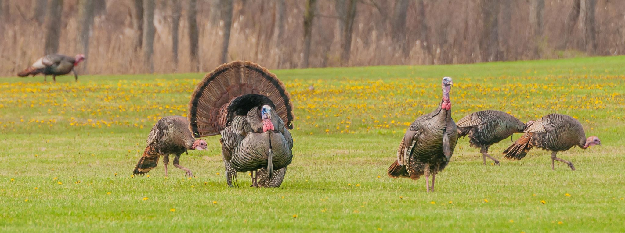 Wild-Turkey-(Meleagris-gallopavo)-493500143_2964x2117.jpeg