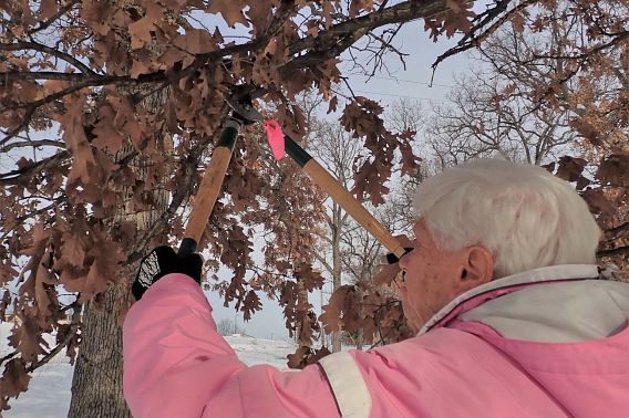 A woman with white hair and a pink coat prunes an oak tree with brown leaves in the winter.