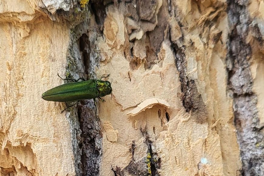 A bright green emerald ash borer crawls on the exposed wood of a tree.