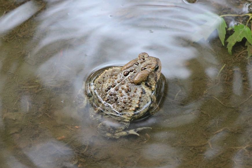 An American toad sitting in a shallow pool of water.