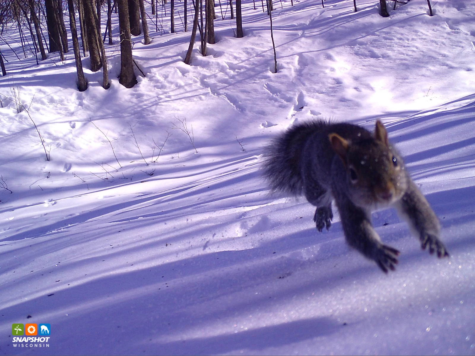 Squirrel_Dunn_29705873.jpg
