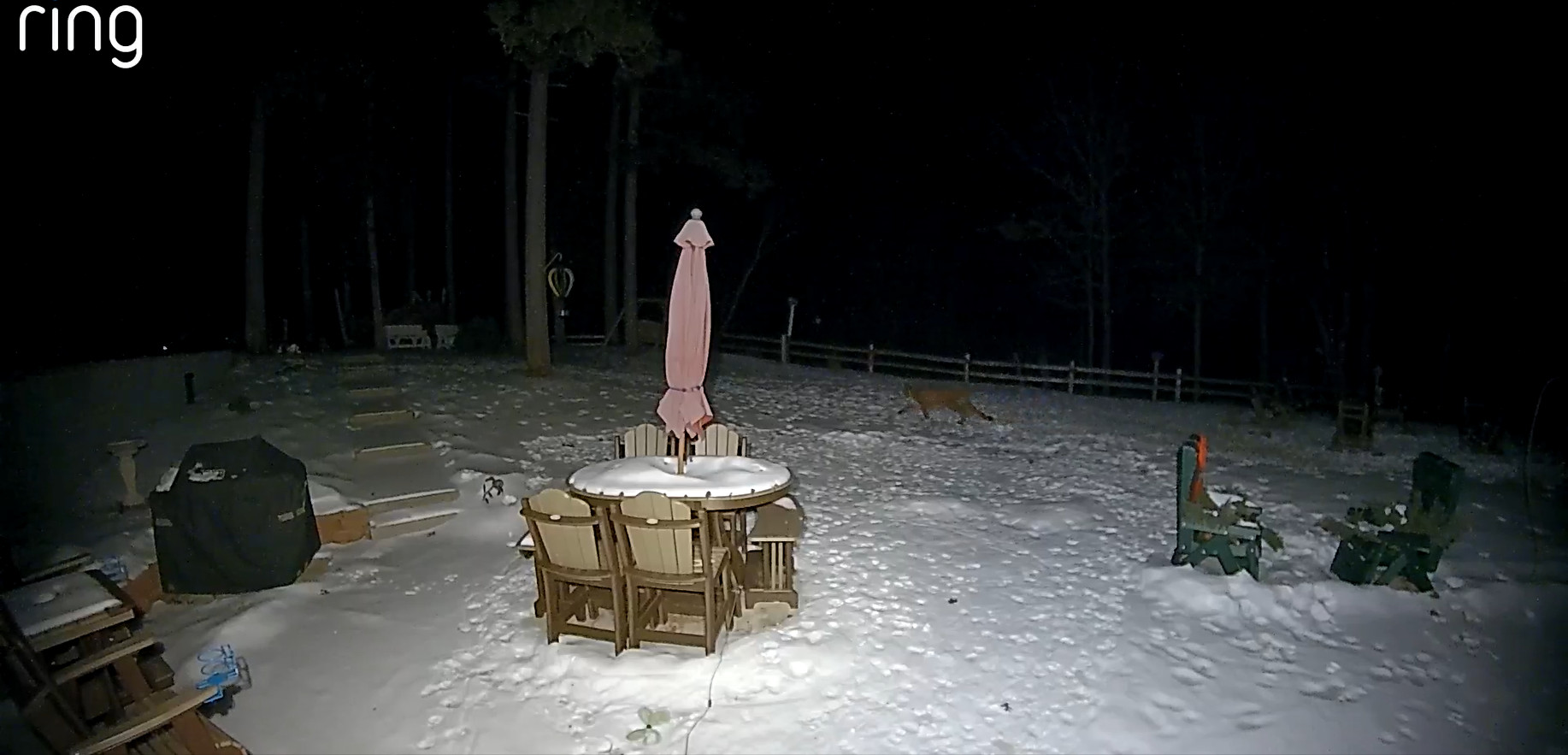 Adams county Cougar.jpeg