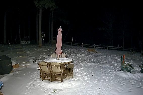 Adams county Cougar.jpeg