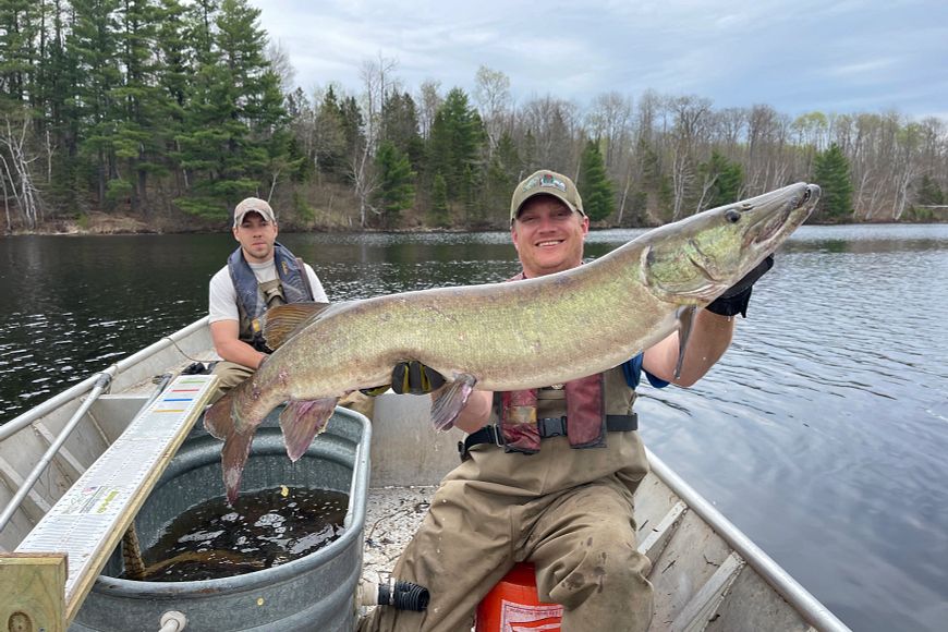 A DNR fisheries staff member holds up a large musky while conducting surveys in a boat on a lake. 