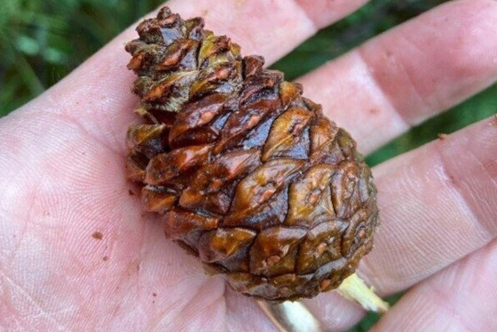 A pine cone is held in the palm of someone's hand.