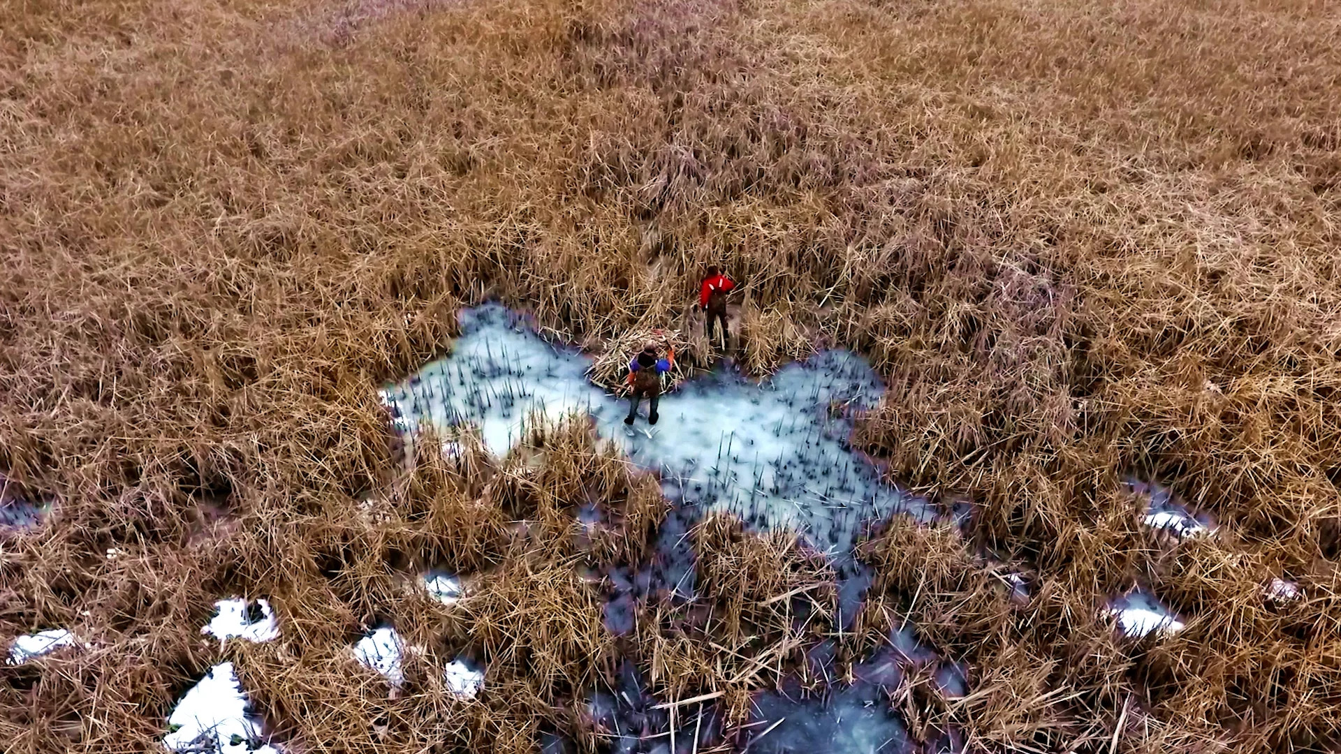 two trappers in a marsh area in winter setting up traps.