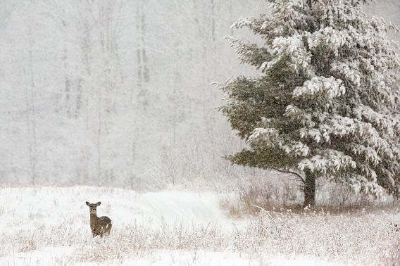 single deer on snowy landscape