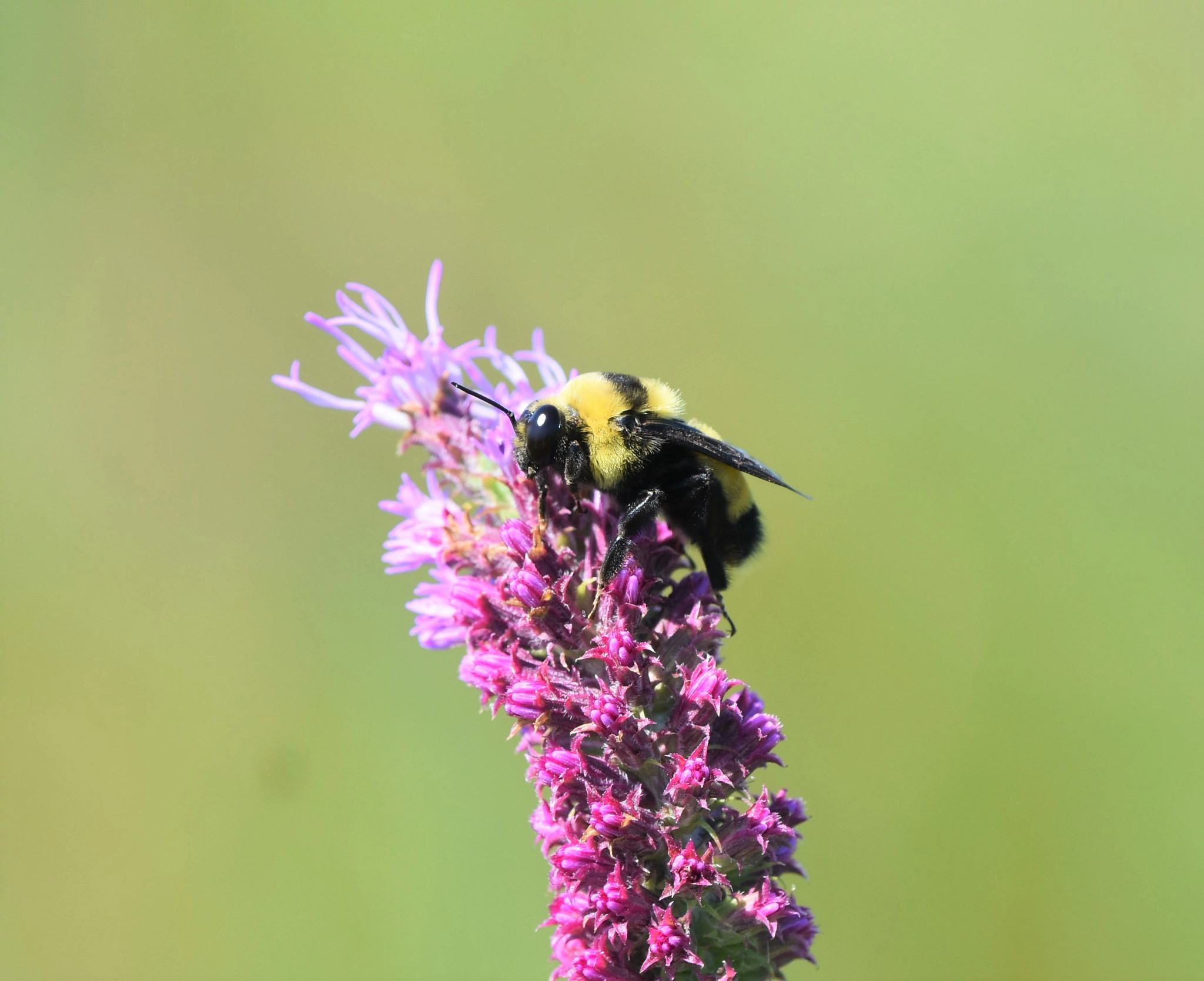 NH_HYM_BombusAuricomus_Watson_20220729_Male_DSC_0882.jpg