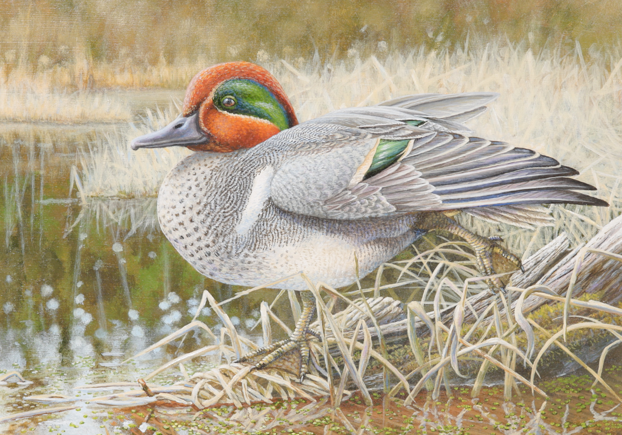 A painting of a green winged teal sitting beside a body of water. 