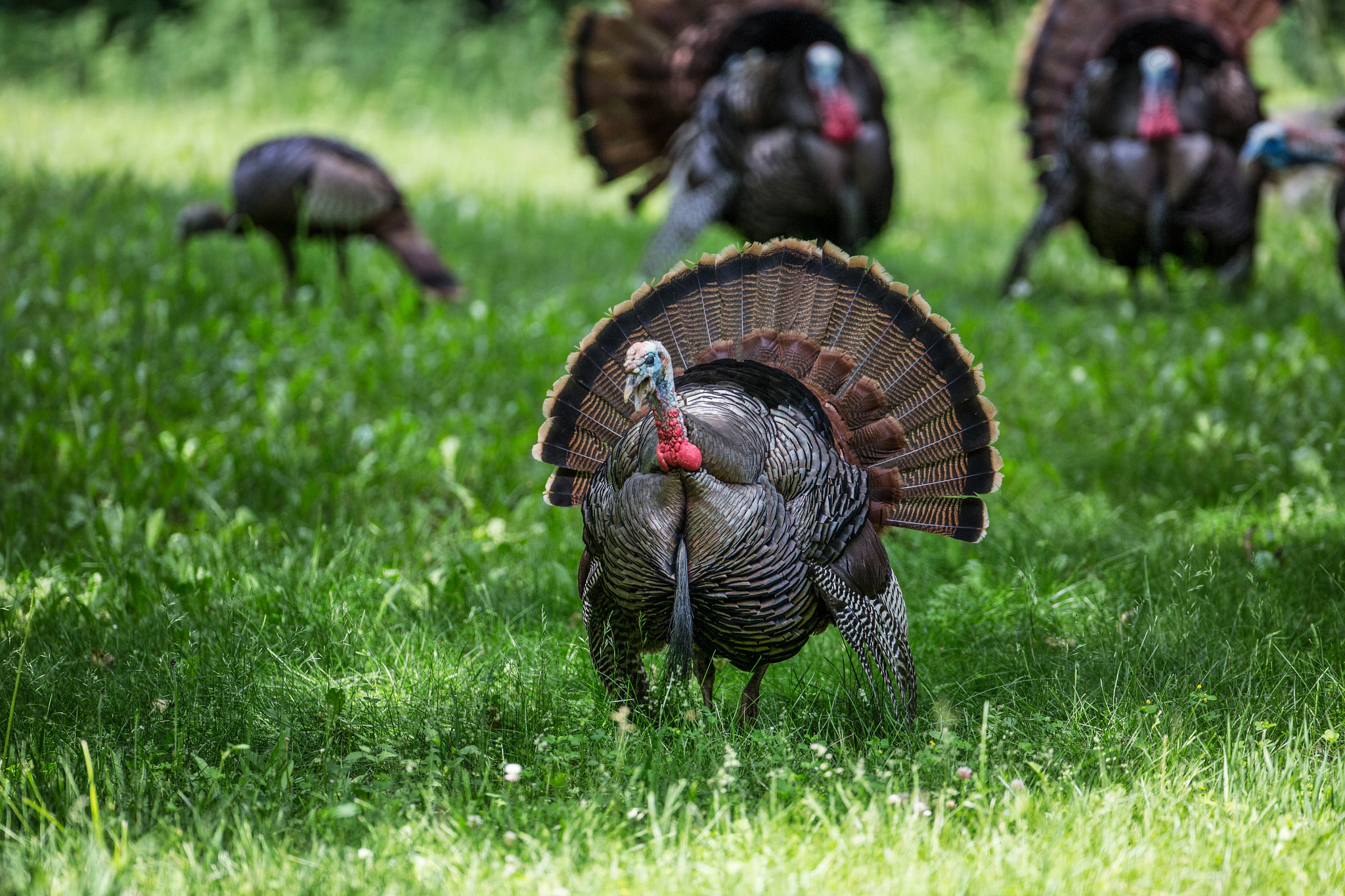 male turkey displaying in a field among other turkeys