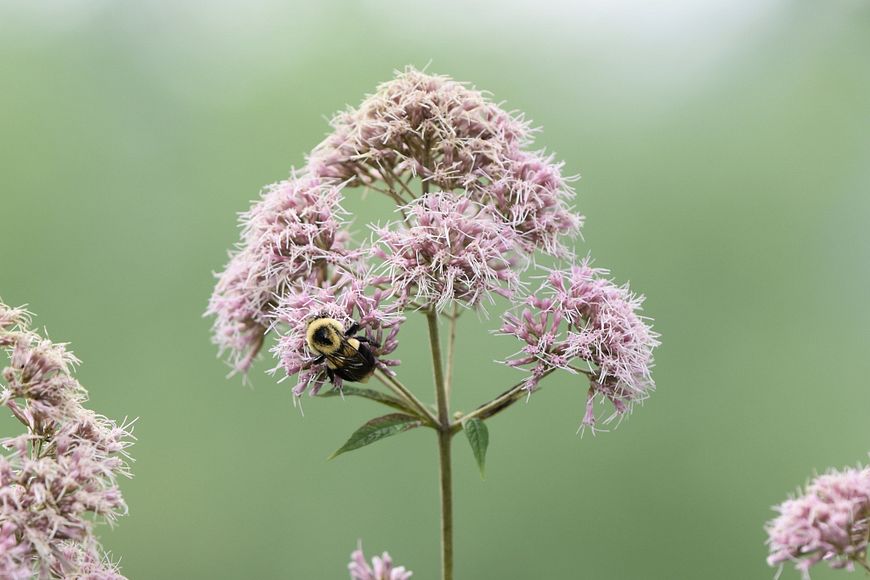 A bumble bee sitting on a light purple bloom of joe-pye weed.