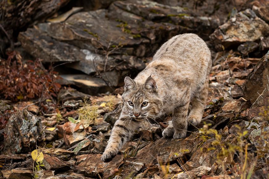 a bobcat crouched in the forest standing on wet rocks covered in fall leaves
