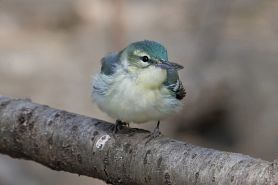 cerulean warbler