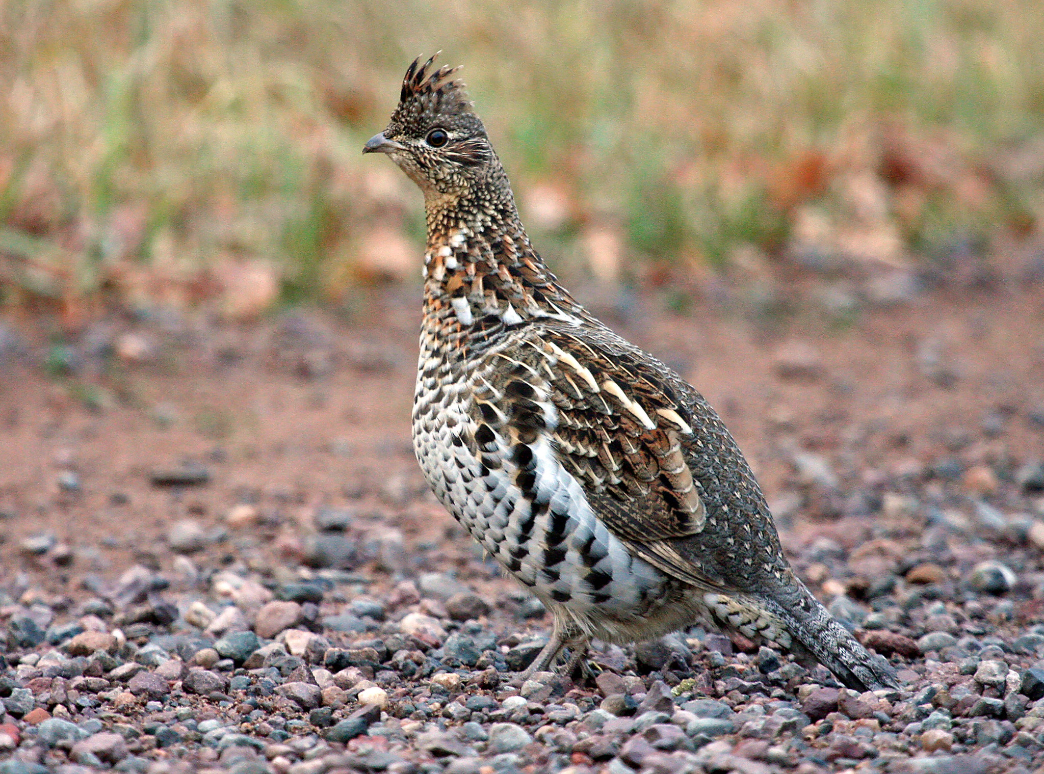 A ruffed grouse standing on pebbles in front of a field.