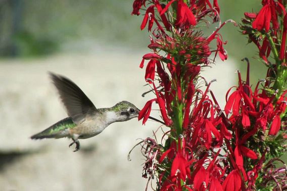 A hummingbird feeding on red cardinal flowers. 