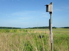 American kestrel nest box in field