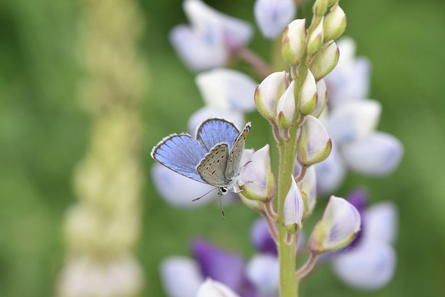 karner blue butterfly on a purple flower