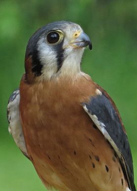 American kestrel